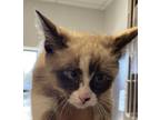 Adopt Tia a Siamese / Mixed cat in Houston, TX (33732991)