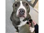 Adopt Brianna a Gray/Silver/Salt & Pepper - with Black American Pit Bull Terrier