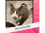 Adopt Sarabelle a Gray or Blue Domestic Shorthair / Mixed cat in Suisun