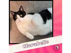 Adopt Clarabelle a All Black Domestic Shorthair / Mixed cat in Suisun