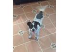 Adopt Gilly a Gray/Silver/Salt & Pepper - with Black Terrier (Unknown Type