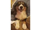 Adopt Gypsy a Australian Shepherd / Mixed dog in Scottsboro, AL (33735344)