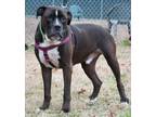 Adopt Socks in Gloucester VA a Black - with White Boxer / Mixed dog in Richmond