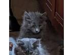 Adopt Mini (Shawna) a Gray or Blue Russian Blue / Mixed (long coat) cat in Napa