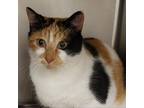 Adopt Zinny a Calico or Dilute Calico Domestic Shorthair / Mixed cat in