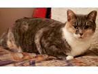 Adopt Lydia a Calico or Dilute Calico Calico (short coat) cat in Macedonia