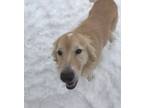Adopt Gru a Golden Retriever / Australian Shepherd / Mixed dog in Van Wert