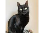 Adopt Lexi a All Black Domestic Shorthair / Mixed cat in Green Bay