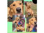 Adopt Topaz a Basenji / Mixed dog in Frederick, MD (33735252)