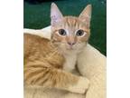 Adopt Hermoine a Domestic Mediumhair / Mixed cat in Spring, TX (33735233)