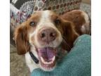 Adopt GA/Dot A Red/Golden/Orange/Chestnut - With White Brittany / Mixed Dog In