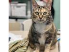 Adopt Cassandra a Brown or Chocolate Domestic Shorthair / Mixed cat in West