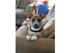 Adopt Bella a Boxer / Hound (Unknown Type) / Mixed dog in Willingboro
