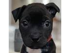 Adopt Alicia a Black - with White Pit Bull Terrier / Labrador Retriever / Mixed