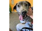 Adopt Florinda a Terrier (Unknown Type, Medium) / Mixed dog in Fresno