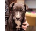 Adopt Jill A Black Labrador Retriever / Mixed Dog In Yuma, AZ (33734894)