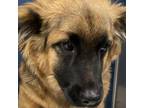 Adopt Spencer A Black German Shepherd Dog / Mixed Dog In Yuma, AZ (33734885)