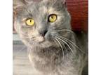 Adopt Clove a Gray or Blue Domestic Shorthair / Mixed cat in Durham