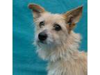 Adopt RUTH a White - with Tan, Yellow or Fawn Norfolk Terrier / Mixed dog in Pt.