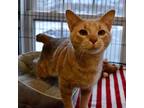 Adopt Bissell a Tan or Fawn Tabby Domestic Shorthair / Mixed cat in St.