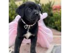 Adopt Wilder Hudson a Black Golden Retriever / Mixed dog in Huntsville