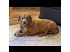 Adopt Misty a Red/Golden/Orange/Chestnut Dachshund / Mixed dog in Normal