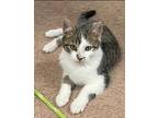 Adopt Seinfeld a Domestic Shorthair / Mixed cat in Colorado Springs