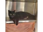 Adopt Bowling Pin a All Black Domestic Shorthair / Mixed cat in Pittsburgh