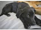 Adopt Shadow a Black - with White Labrador Retriever dog in Enfield