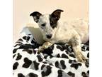 Adopt Gryffindor a White - with Black Blue Heeler dog in oklahoma city