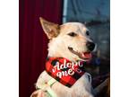 Adopt Lem a Tricolor (Tan/Brown & Black & White) Blue Heeler dog in oklahoma