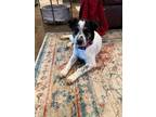 Adopt Avo a Tricolor (Tan/Brown & Black & White) Blue Heeler dog in oklahoma