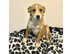 Adopt Taz a Tan/Yellow/Fawn - with White Blue Heeler dog in oklahoma city