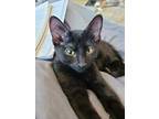 Adopt River Glee a All Black Domestic Shorthair / Domestic Shorthair / Mixed cat