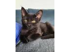 Adopt Trail Glee a All Black Domestic Shorthair / Domestic Shorthair / Mixed cat