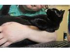 Adopt Whiskers Katch a All Black Domestic Shorthair / Domestic Shorthair / Mixed