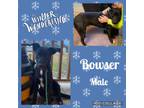 Adopt Bowser meet me 2/5 a Black Labrador Retriever / Mixed dog in East