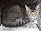 Adopt BOOBOO a Brown Tabby Domestic Shorthair / Mixed (short coat) cat in Doral