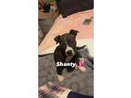 Adopt Shanty a Black - with White American Pit Bull Terrier / Mixed dog in