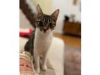 Adopt Evelyn a Gray, Blue or Silver Tabby Domestic Shorthair / Mixed cat in