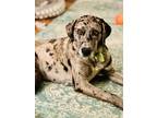 Adopt Starling A Gray/Silver/Salt & Pepper - With Black Catahoula Leopard Dog