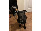 Adopt Vader a Black - with White American Pit Bull Terrier / Labrador Retriever