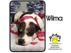 Adopt Wilma A Black Shar Pei / Mixed Dog In Newburgh, IN (33734119)