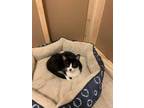 Adopt Cassie a All Black Domestic Shorthair / Domestic Shorthair / Mixed cat in