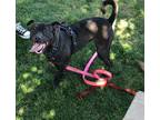 Adopt Naomi a Terrier (Unknown Type, Medium) / Mixed dog in Fresno