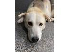 Adopt Joe a Siberian Husky / Mixed dog in Fresno, CA (33734065)