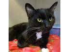 Adopt Mittens a All Black Domestic Shorthair / Mixed cat in Easton