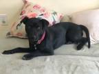 Adopt Jingles a Black Labrador Retriever / Pit Bull Terrier dog in Brewster