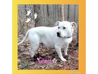 Adopt Ghost a White - with Tan, Yellow or Fawn American Pit Bull Terrier / Mixed