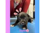 Adopt Sophia a Black Labrador Retriever / Terrier (Unknown Type
